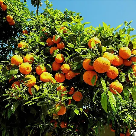 Holiday home Neroli Mondello