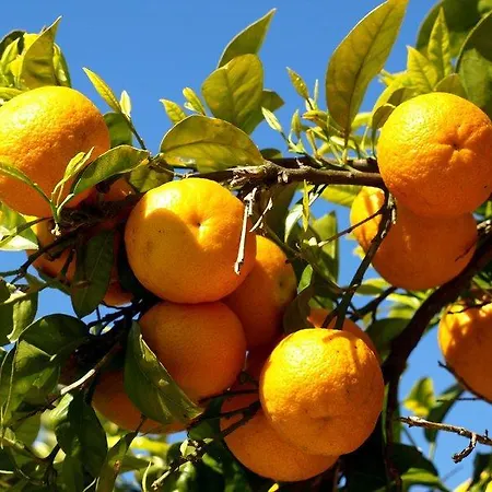 Neroli